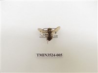 藏品(阿里山黃胡蜂)的圖片